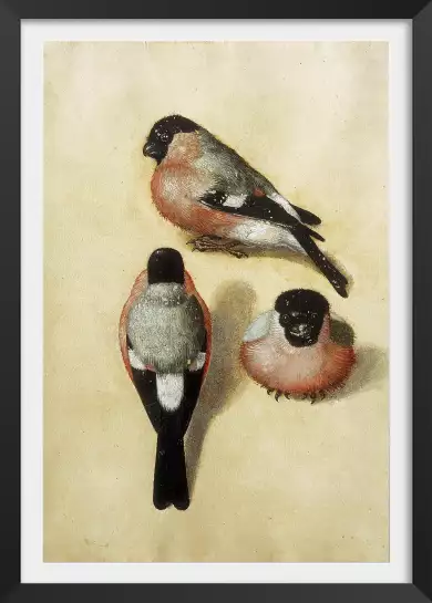 Oiseau trois position par Albrecht Durer - affiche de tableau celebre