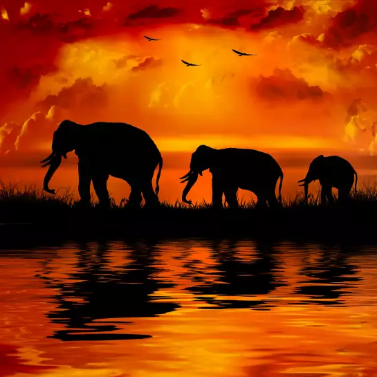 sunset éléphants - poster animaux