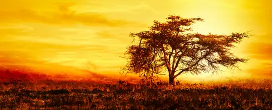 Savane sous le soleil brulant - tableau afrique