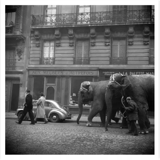 Elephant traversant Paris en 1949 - affiche vintage paris