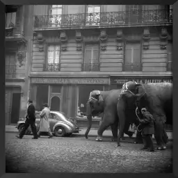 Elephant traversant Paris en 1949 - affiche vintage paris