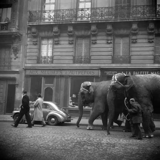 Elephant traversant Paris en 1949 - affiche vintage paris