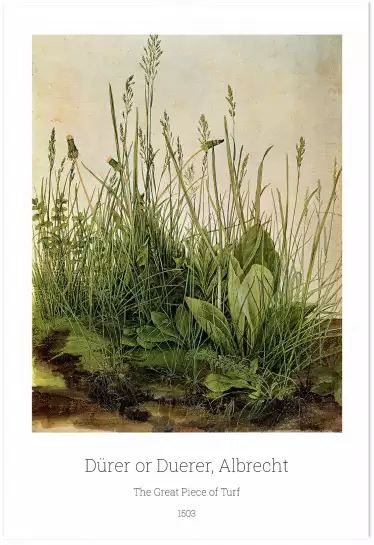 La grande touffe d'herbe d'Albrecht Dürer - tableau celebre