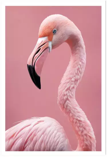 Pink flamingo - affiche oiseaux