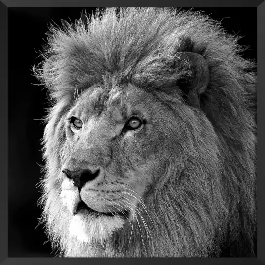 Roi de la jungle - poster lion