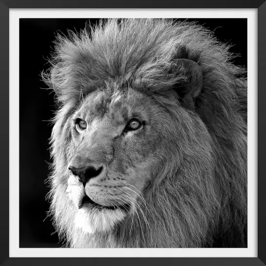 Roi de la jungle - poster lion