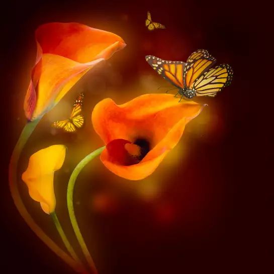 Papillon et fleurs - affiche animaux