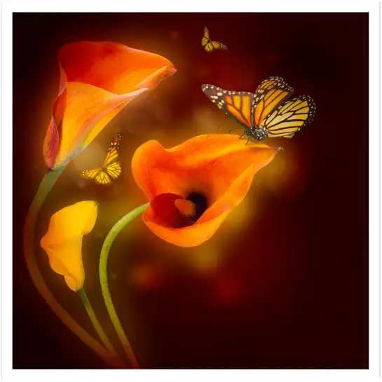 Papillon et fleurs - affiche animaux