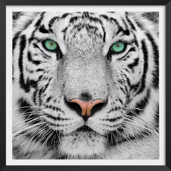 Tête de tigre de sumatra - portrait animaux