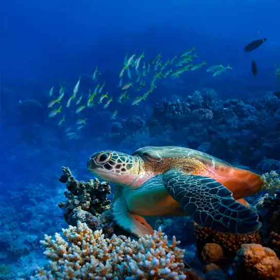 Fond marin tortue - poster photo