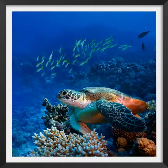 Fond marin tortue - poster photo