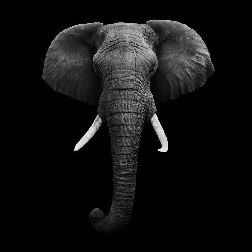 L'éléphant dans l'ombre - poster animaux