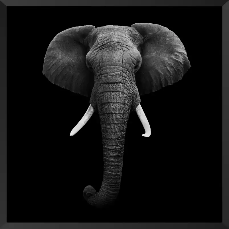 L'éléphant dans l'ombre - poster animaux