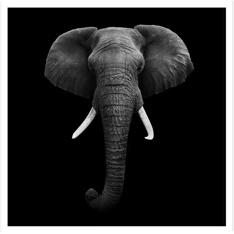 L'éléphant dans l'ombre - poster animaux