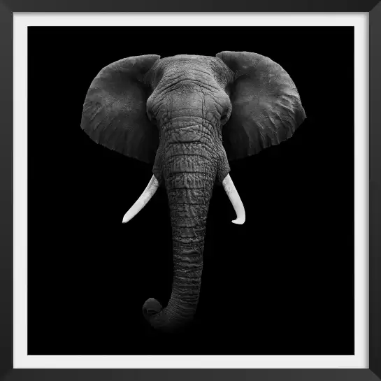 L'éléphant dans l'ombre - poster animaux