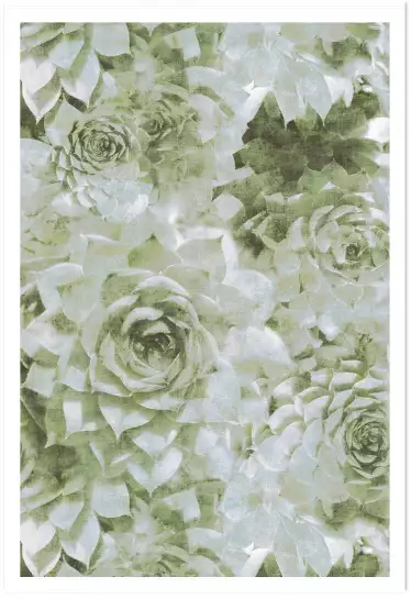 Chrysantème vert - tableaux fleurs