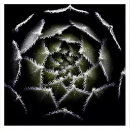 Succulente Rosette - affiche cactus