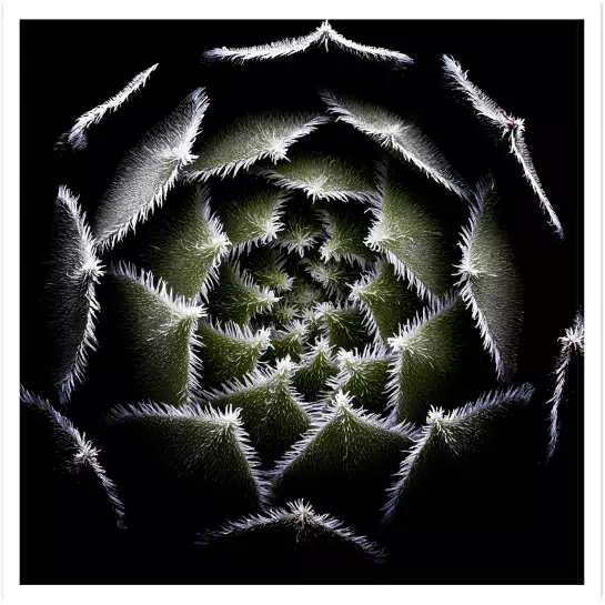 Succulente Rosette - affiche cactus