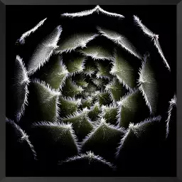 Succulente Rosette - affiche cactus