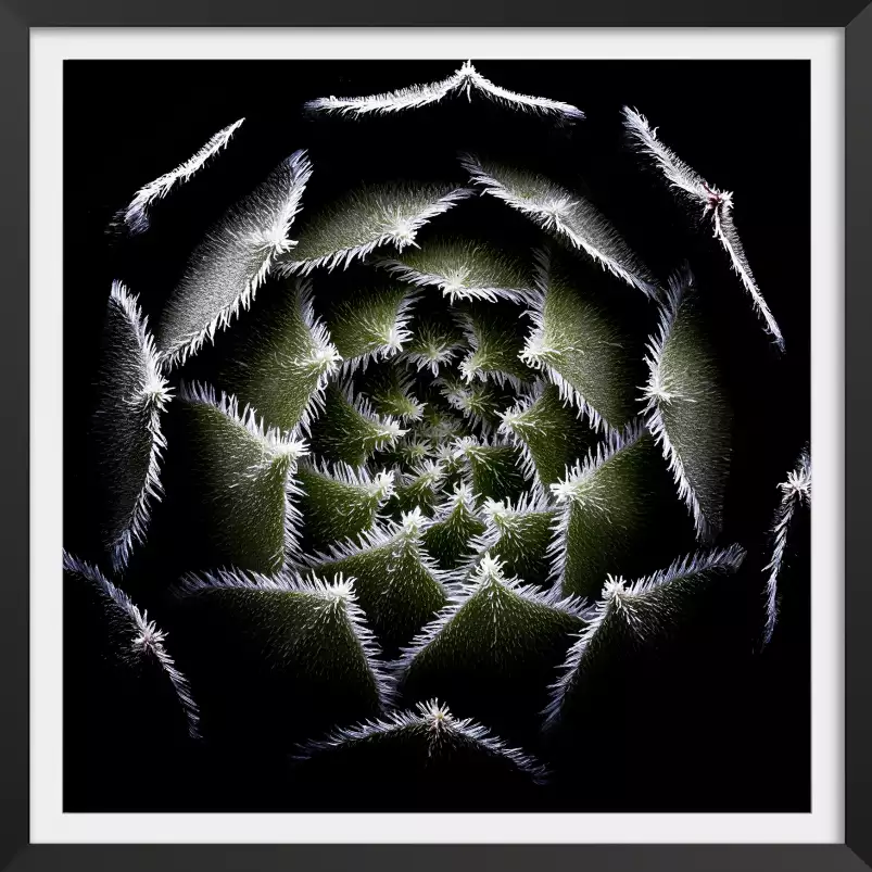 Succulente Rosette - affiche cactus