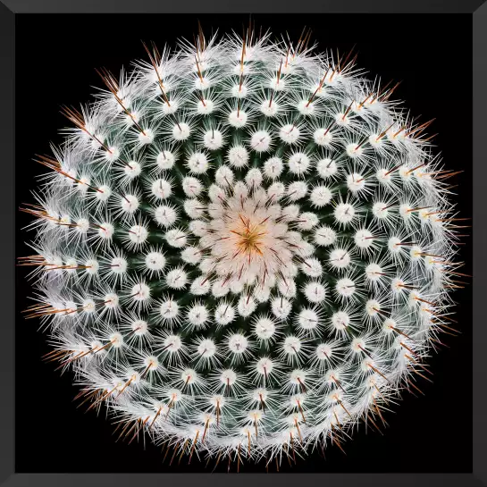 Notocactus Scopa - affiche cactus