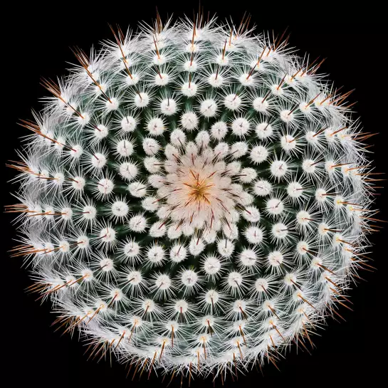 Notocactus Scopa - affiche cactus