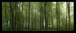 Greenwood - paysage de foret