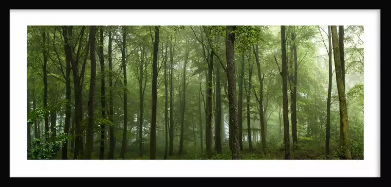 Greenwood - paysage de foret