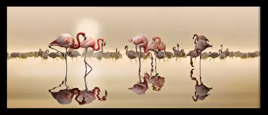Flamingo et transparence - poster animaux