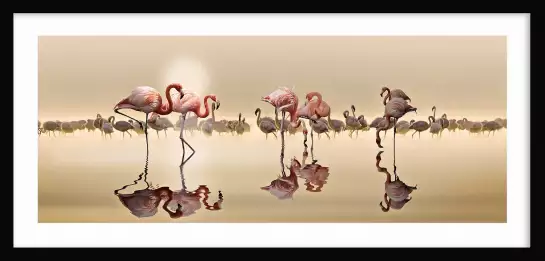 Flamingo et transparence - poster animaux