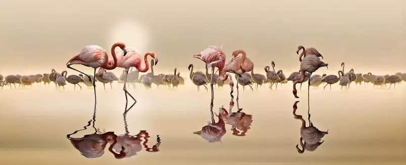 Flamingo et transparence - poster animaux