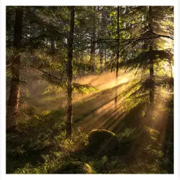 Lumière en forêt - paysage de foret