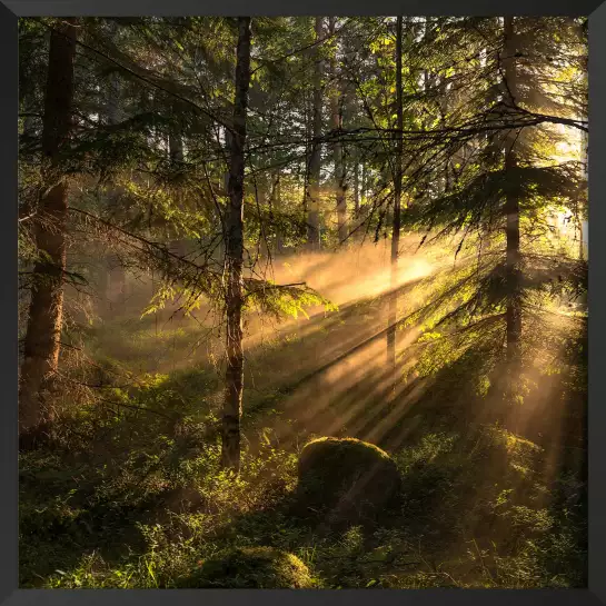 Lumière en forêt - paysage de foret