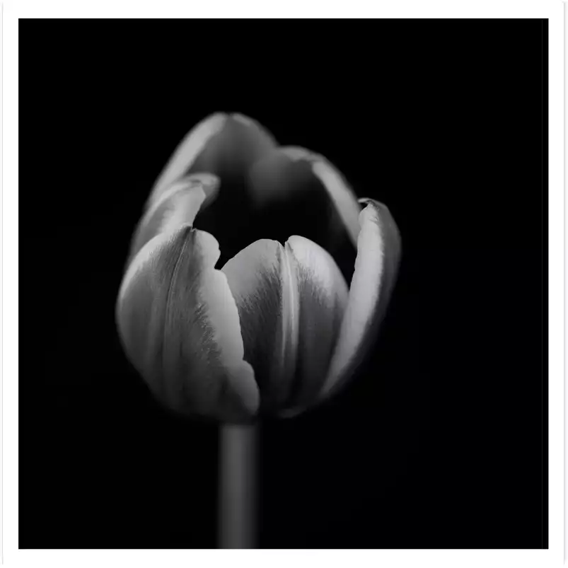 Mono tulipe - tableau fleurs moderne