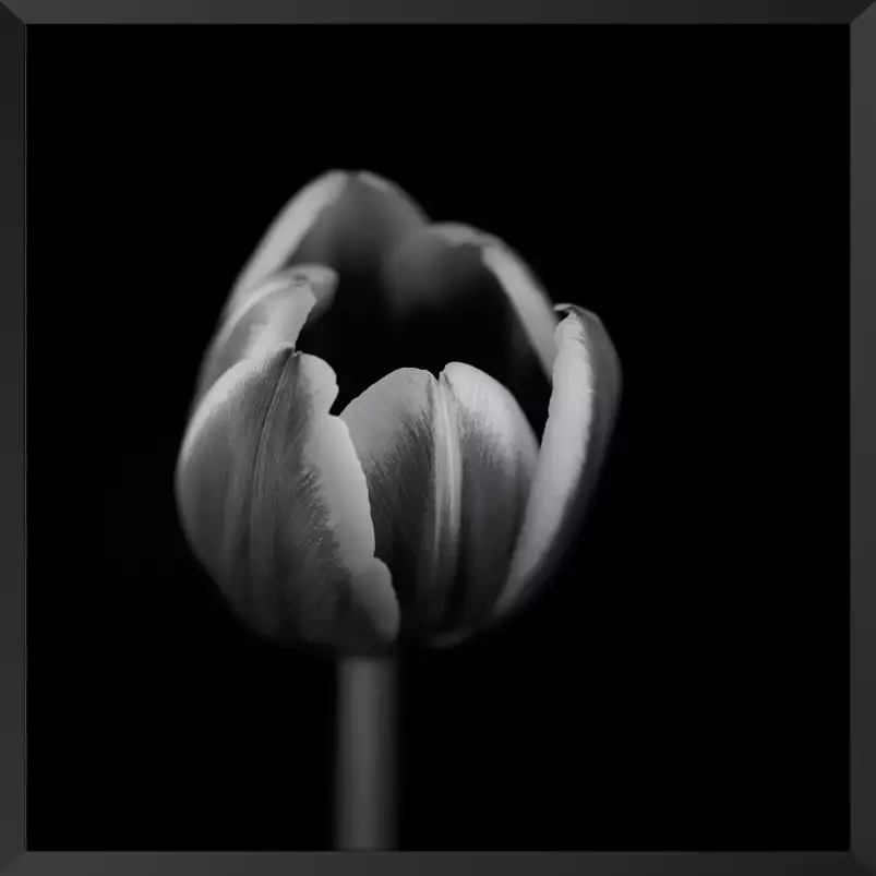 Mono tulipe - tableau fleurs moderne