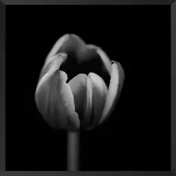 Mono tulipe - tableau fleurs moderne