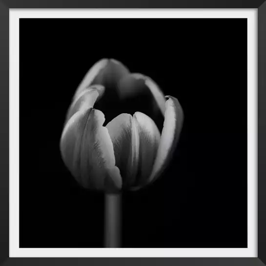 Mono tulipe - tableau fleurs moderne
