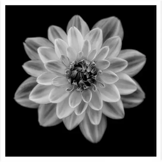 Dahlia - tableau fleurs moderne