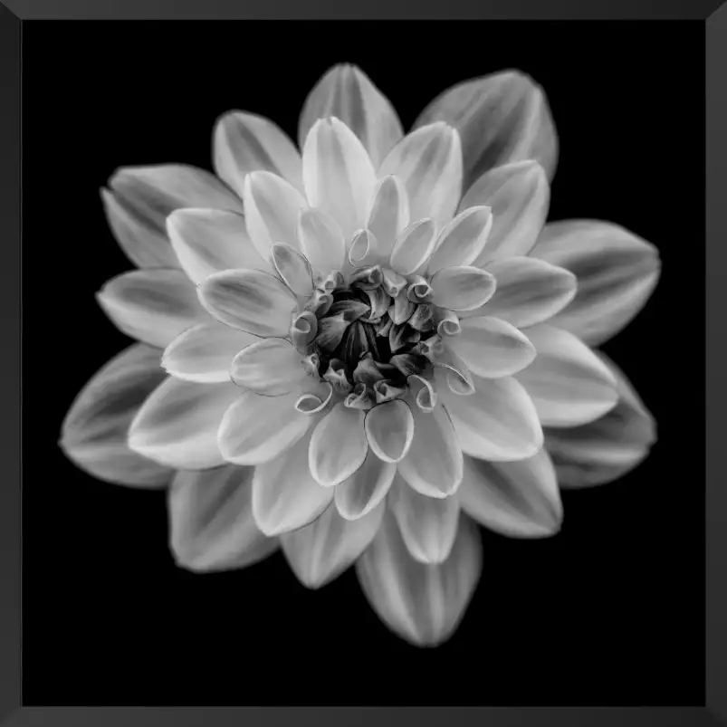 Dahlia - tableau fleurs moderne