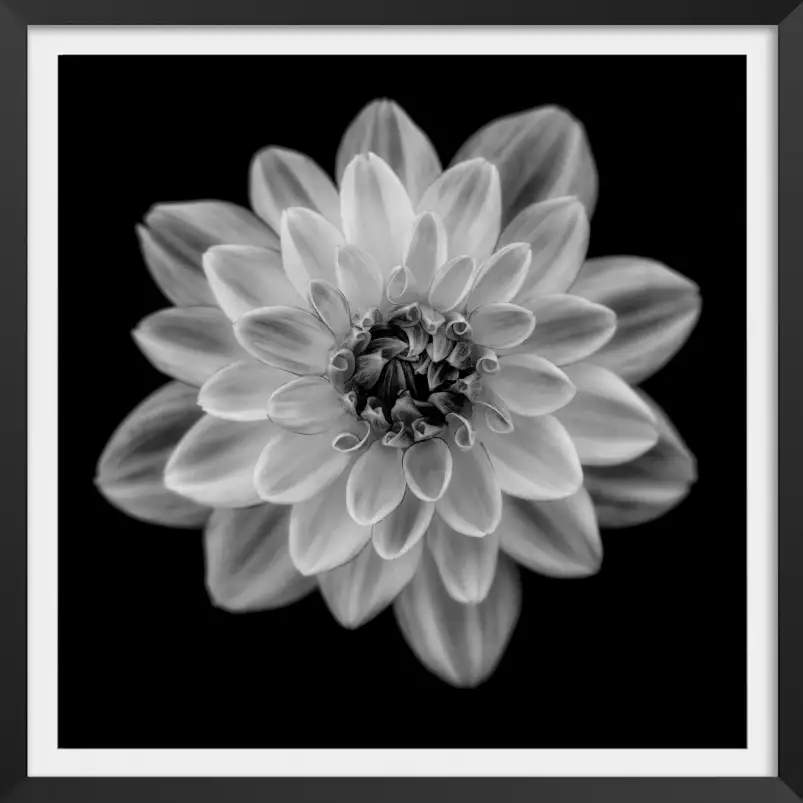 Dahlia - tableau fleurs moderne