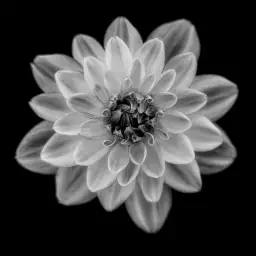 Dahlia - tableau fleurs moderne