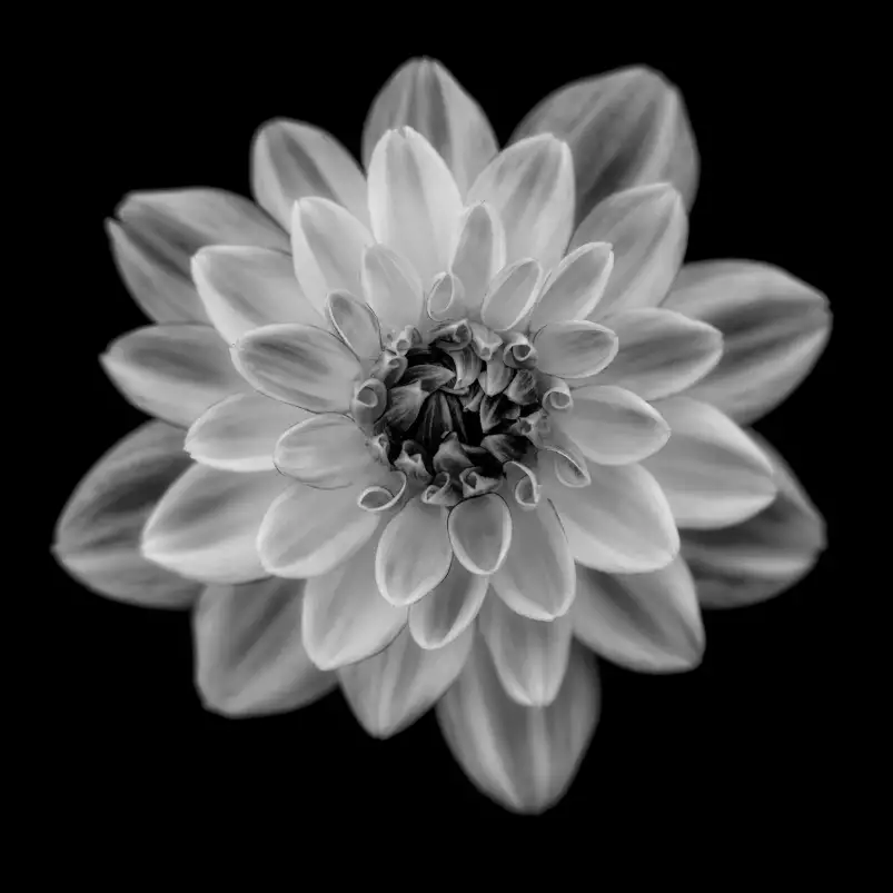 Dahlia - tableau fleurs moderne