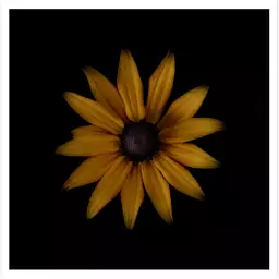 Rudbeckia - tableau fleurs moderne