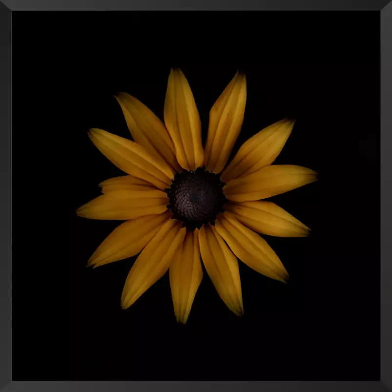 Rudbeckia - tableau fleurs moderne