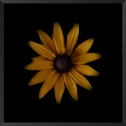 Rudbeckia - tableau fleurs moderne