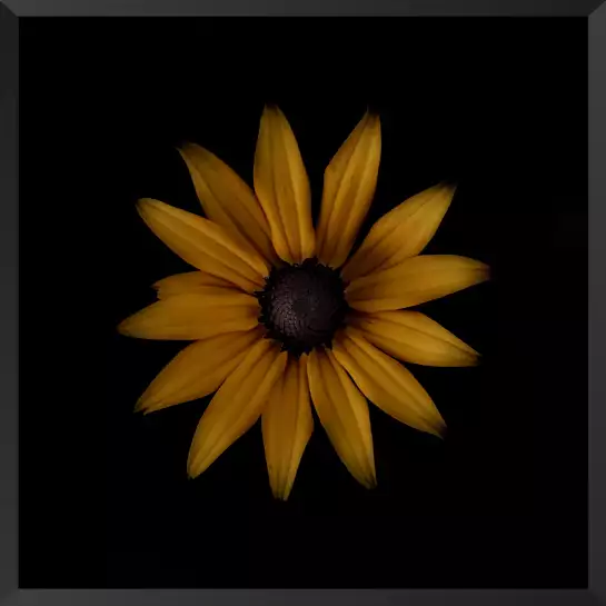 Rudbeckia - tableau fleurs moderne