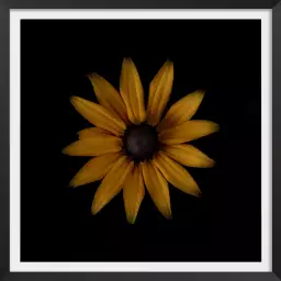 Rudbeckia - tableau fleurs moderne