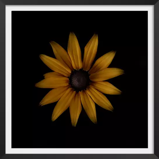 Rudbeckia - tableau fleurs moderne