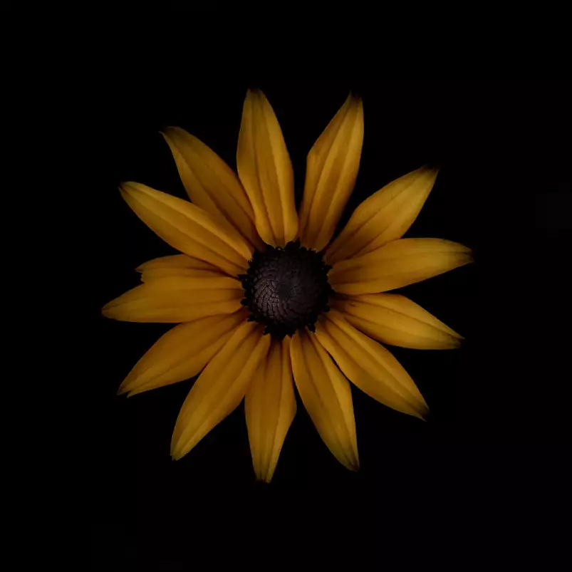 Rudbeckia - tableau fleurs moderne