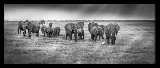 Balade matinale - tableau elephant